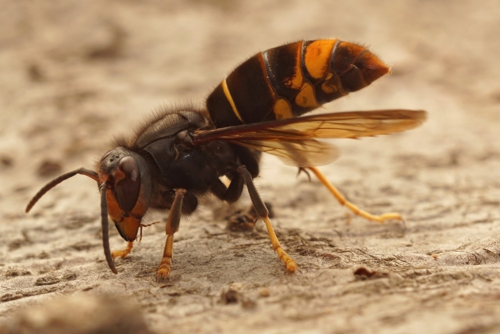 Suisse romande: la frelon tueur dévore les abeilles