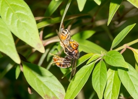 Le frelon asiatique ne mange pas seulement des abeilles!