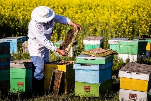 Graves inquiétudes pour la population d'abeilles!